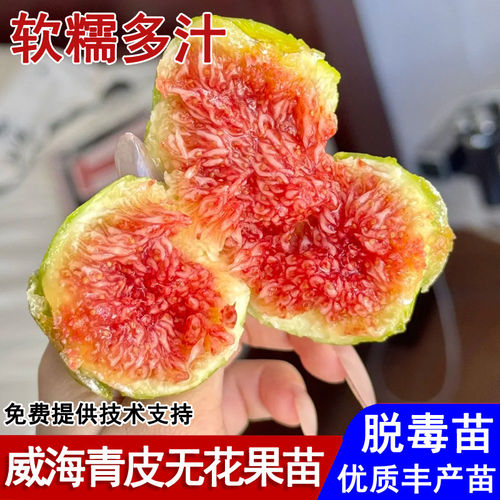 威海青皮无花果树果苗耐寒糖包子无花果苗盆栽庭院南北方当年结果