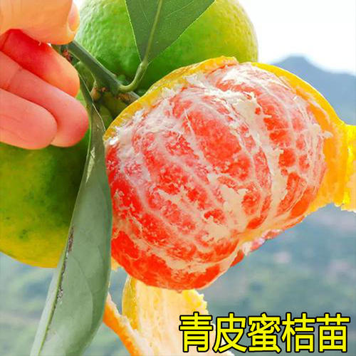 耐寒青皮蜜桔苗日南一号桔苗早熟橘子树柑橘苗嫁接无核桔子树果苗