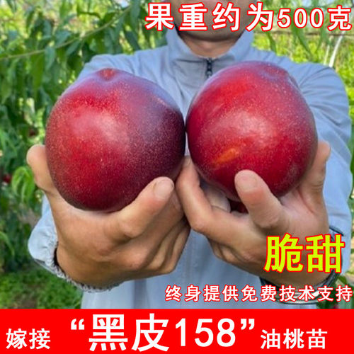 嫁接黑皮158油桃苗大果新品种早熟黑炭头油桃树苗北南方当年结果