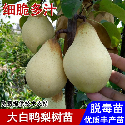 梨树果苗嫁接大白鸭梨树苗脆甜水晶梨盆栽庭院地栽南北方当年结果
