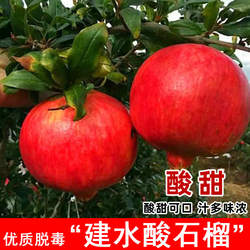 建水酸石榴树苗特大硬籽酸甜石榴果苗盆栽地载南北方庭院当年结果
