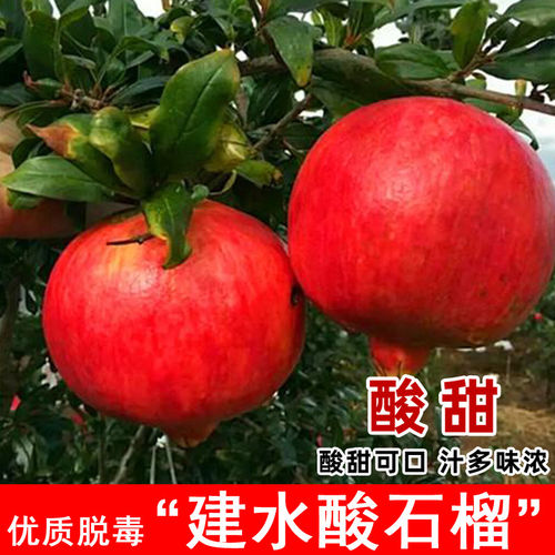 建水酸石榴树苗特大硬籽酸甜石榴果苗盆栽地载南北方庭院当年结果