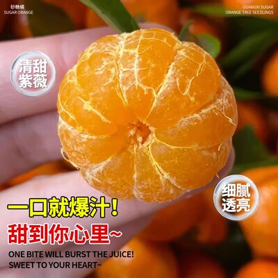 橘子树苗庭院嫁接无籽沙糖橘桔子果树活苗南北方种植庭院盆栽种植