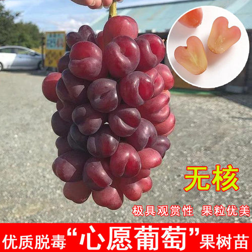 嫁接心愿葡萄苗耐寒爬藤葡萄树苖南方北方盆栽地栽种植当年结果