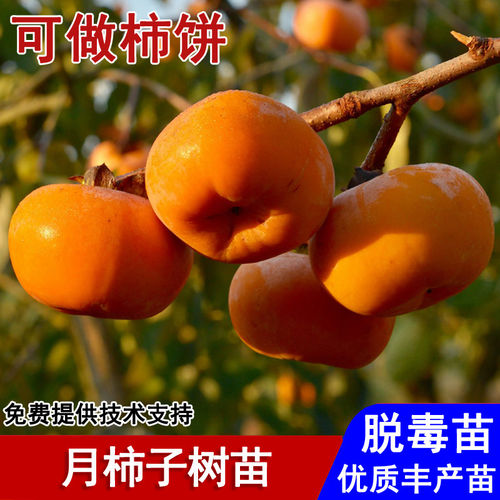 嫁接恭城月柿柿子树苗自然脱涩无核柿子苗盆栽庭院南北方当年结果