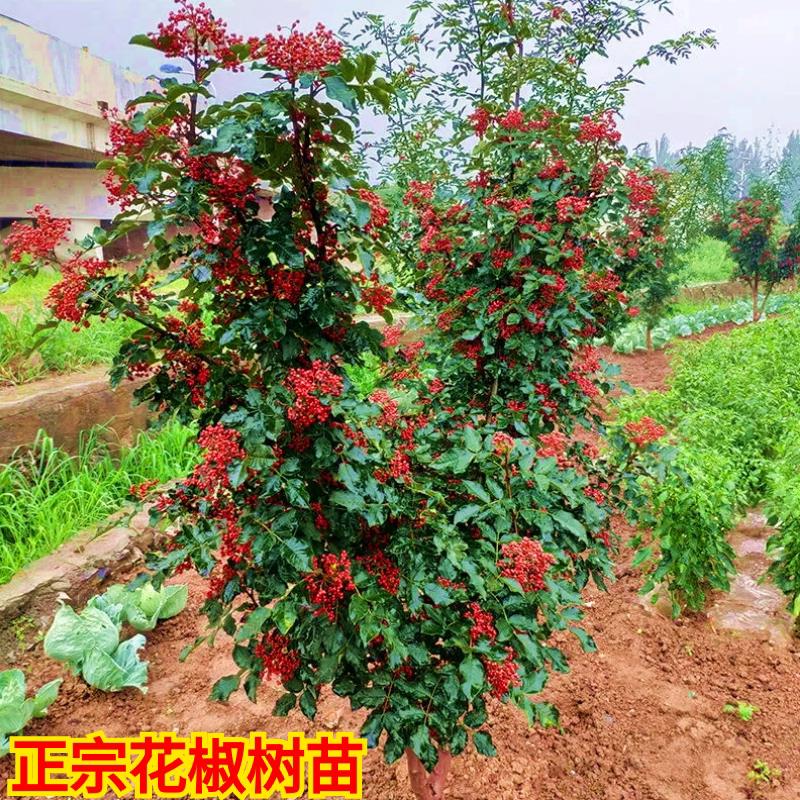 花椒树苗四川无刺麻椒大红袍苗盆栽地栽南方北方当年结果果树果苗图片