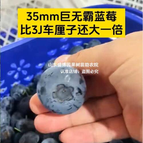 花香蓝莓树果苗早熟大果25蓝莓苗盆栽地载南方北方庭院种当年结果