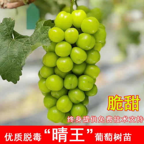 日本香印晴王葡萄树苖阳光玫瑰无籽葡萄苗南方北方当年结果果树苗