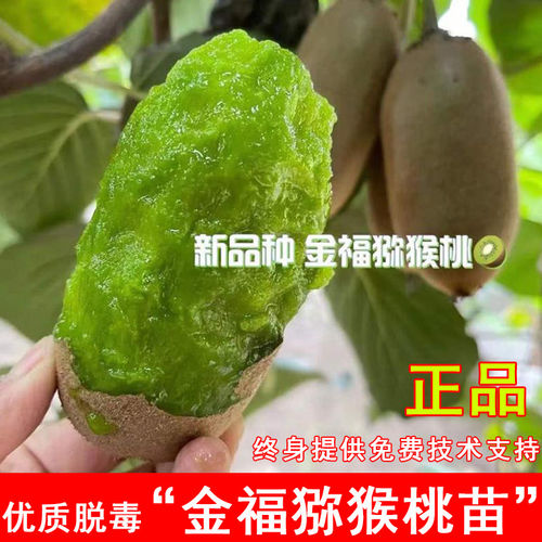 嫁接苗晚熟绿心奇异果树苗耐寒北方南方盆地栽当年结果