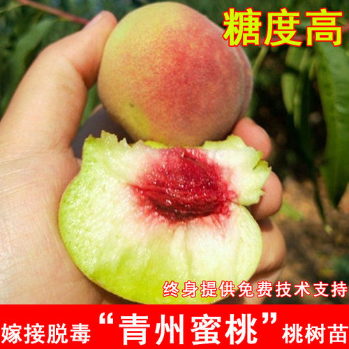 嫁接青州蜜桃树苗晚熟11月成熟冬桃苗北方南方耐寒当年结果果树苗
