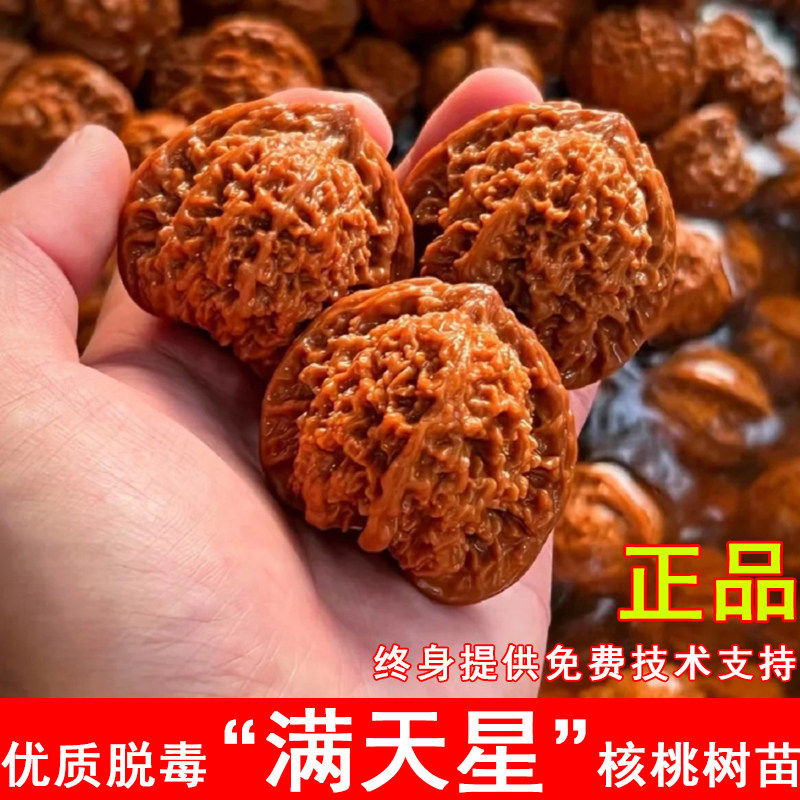 满天星狮子头文玩核桃树苗百花山官帽麻核桃苗南方北方种当年结果