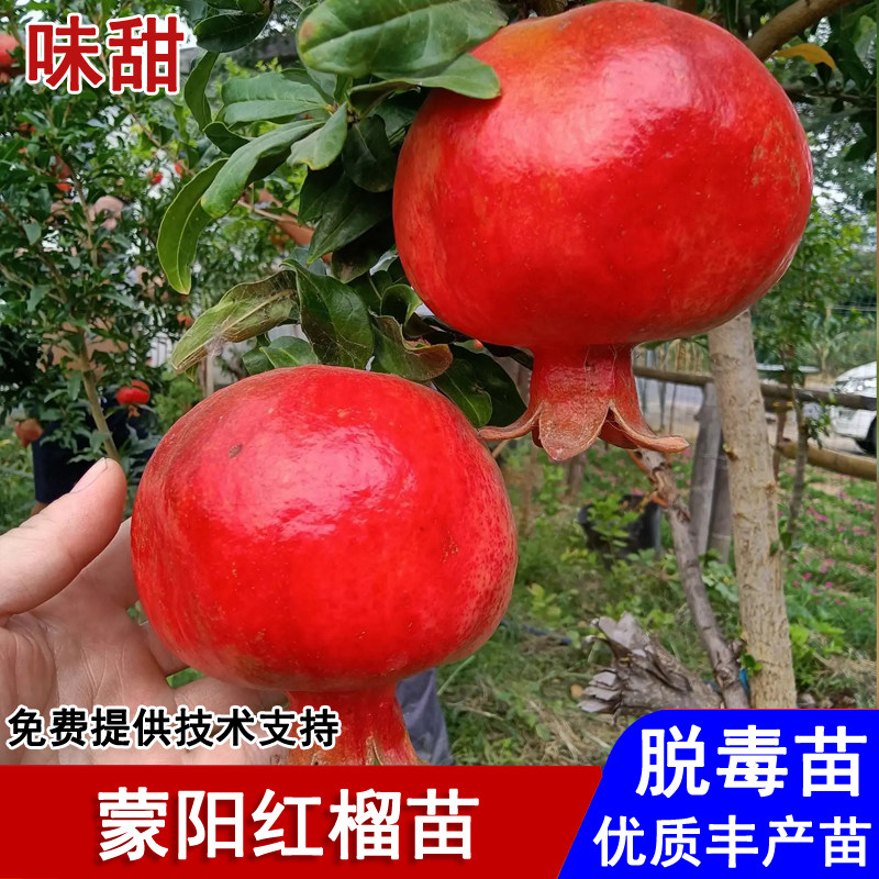 山东蒙阳红石榴树苗特大耐寒软籽石榴苗盆栽庭院地栽种植当年结果图片