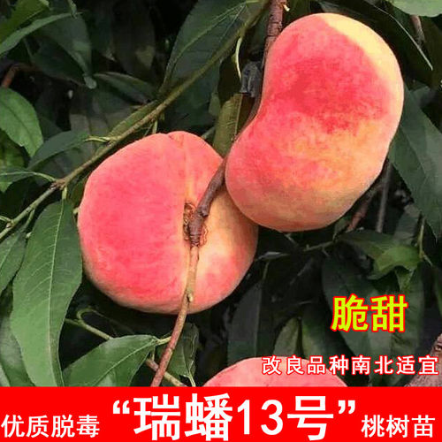 嫁接瑞蟠13号桃树苗7月成熟黄金毛蟠桃苗北南方种当年结果果树苗