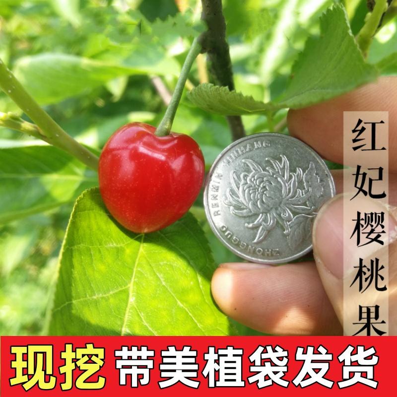 原杯原土当年结果樱桃树苗耐寒