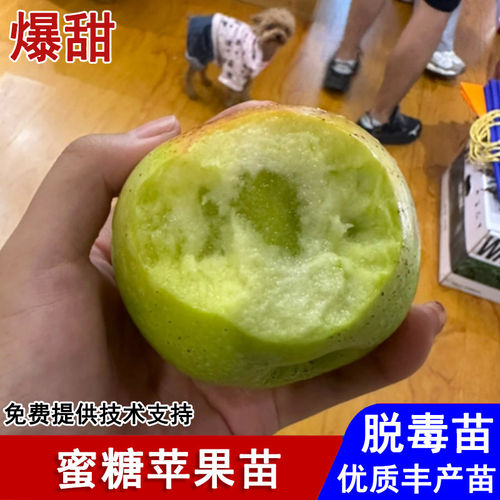 嫁接印度青苹果树苗老品种冰糖心蜜糖苹果苗盆栽庭院种植当年结果