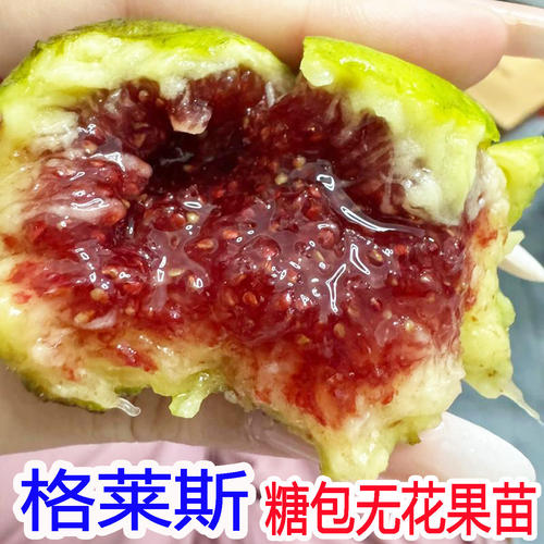 糖包格莱斯无花果苗水蜜桃无花果树苗南北方种植盆栽地栽当年结果