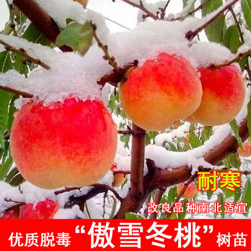 嫁接傲雪冬桃树苗11月成熟雪桃仙桃寿桃冬桃果树苗北方南方当年结