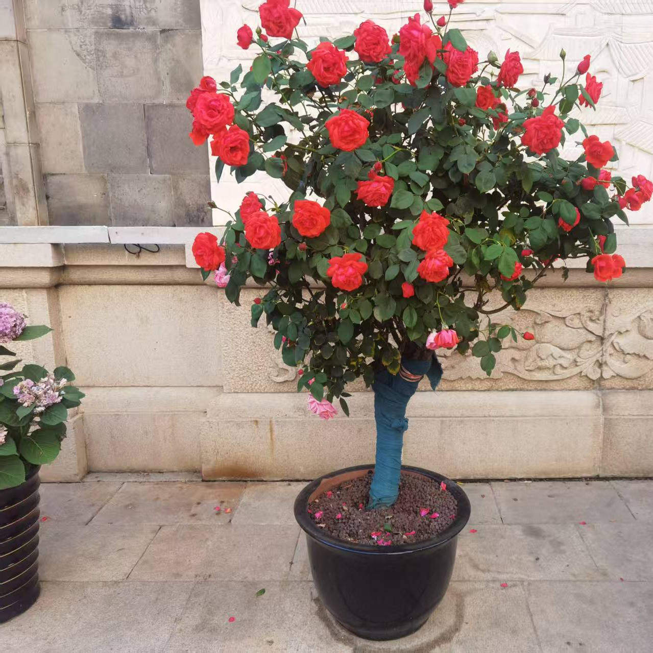 树桩月季花苗老桩棒棒糖嫁接四季开花特大花树状玫瑰庭院阳台花卉图片