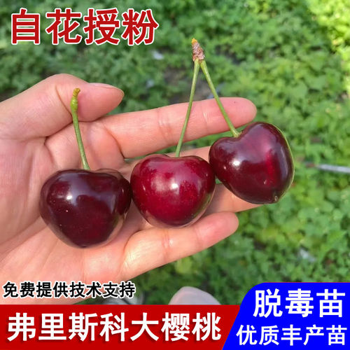 新品种Frisco弗里斯科大樱桃树苗早熟弗里斯克车厘子苗南北方种植