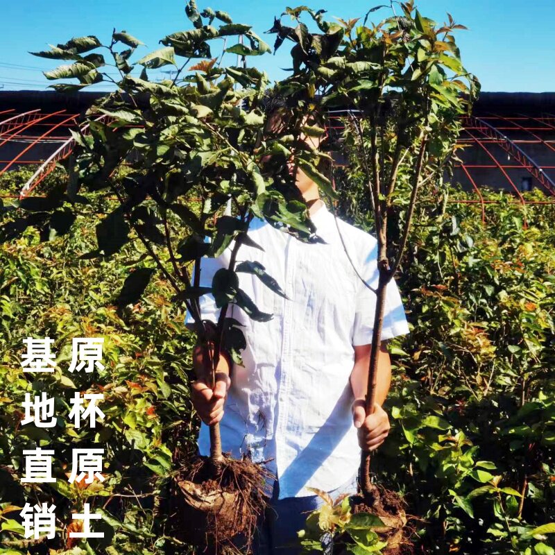 原杯原土发货樱桃树苗