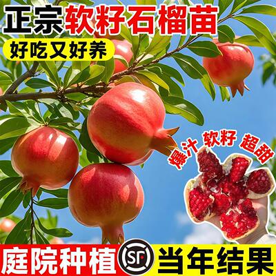 石榴树果苗突尼斯大红袍石榴树苗南北方庭院活苗特大耐寒当年结果