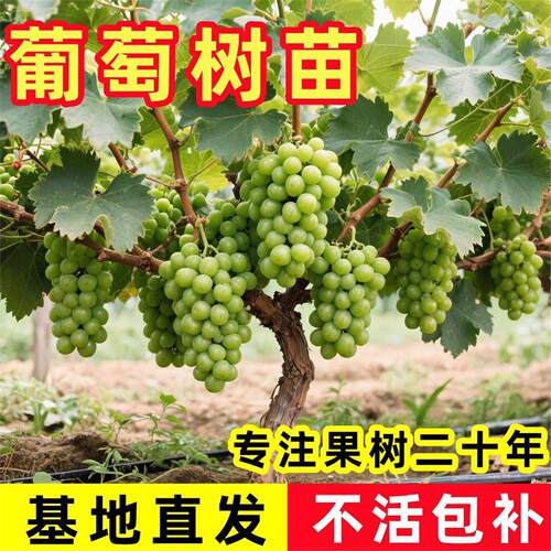 特大巨峰葡萄树果苗老桩阳光玫瑰夏黑庭院南北方种植爬藤葡萄苗树