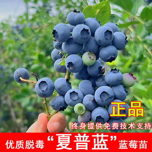 夏普兰蓝莓树果苗耐寒南高丛蓝莓树苗盆栽地栽南方北方种当年结果