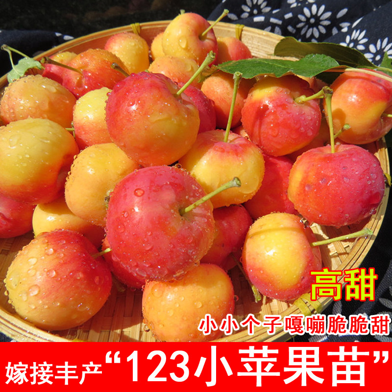 东北123小苹果树苗耐寒沙果海棠果苗南方北方盆地栽庭院当年结果图片