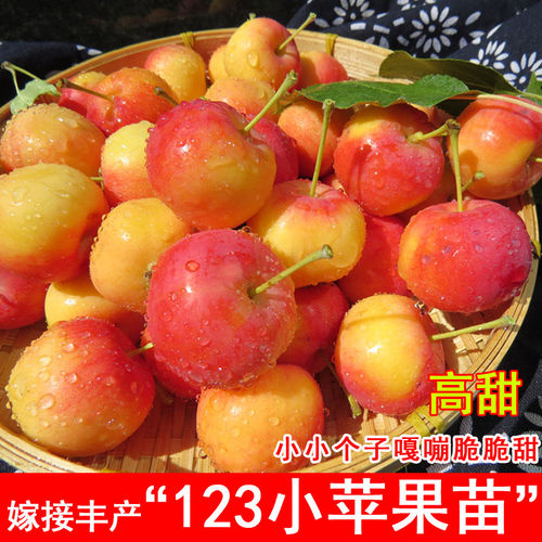 东北123小苹果树苗耐寒沙果海棠果苗南方北方盆地栽庭院当年结果