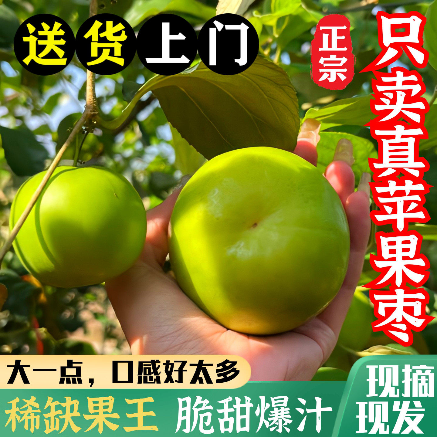 正宗云南西双版纳苹果枣青枣牛奶枣新鲜大冬枣应季现摘【精品果】