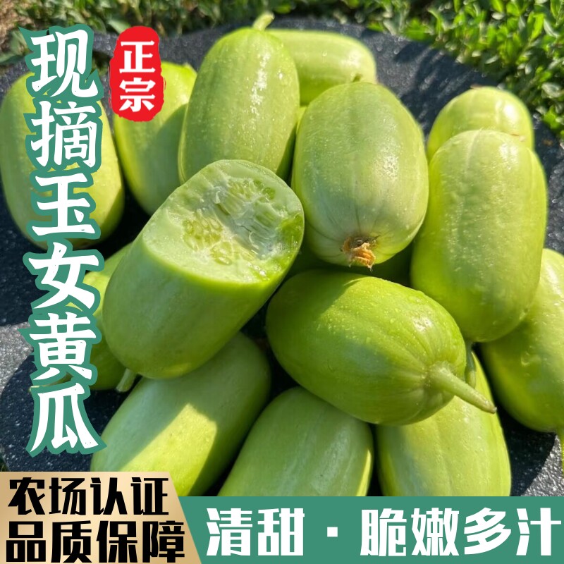 玉女黄瓜水果黄瓜新鲜生吃白玉黄瓜拇指黄瓜无刺青瓜控糖孕妇蔬果