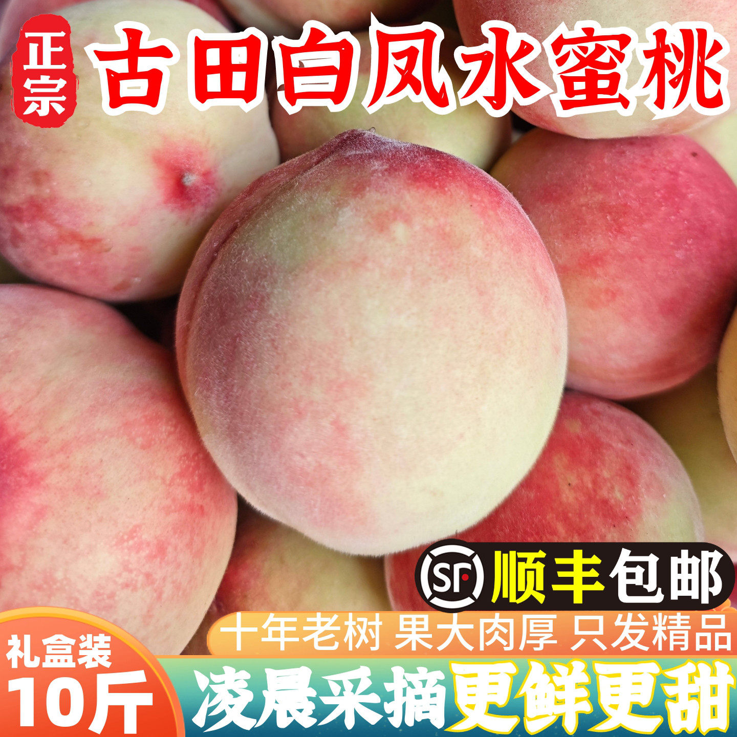 古田水蜜桃，凌晨采摘，更鲜甜！