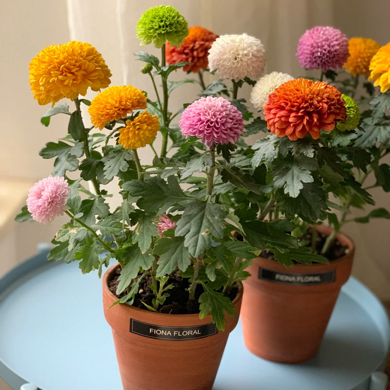 菊花盆栽乒乓菊花室内外阳台花卉植物四季开花球菊千头菊糖果菊