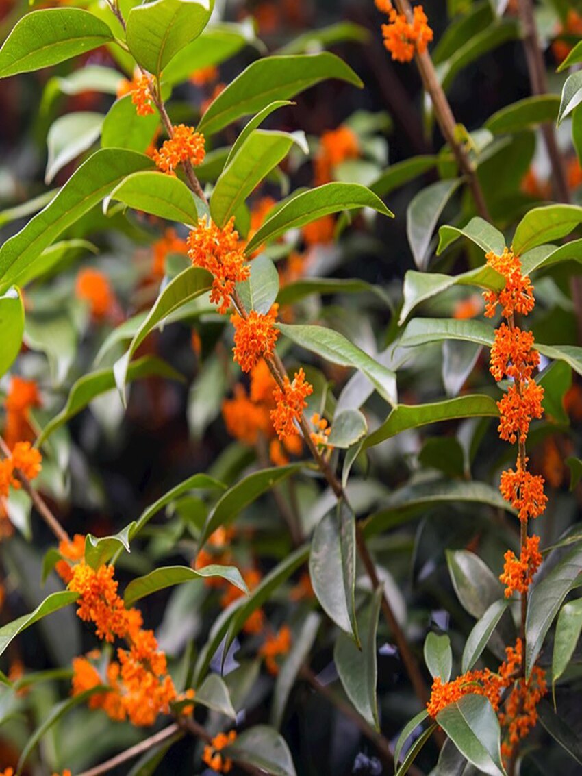 四季桂花树苗盆栽阳台庭院地栽常青浓香花卉植物金桂丹桂盆景