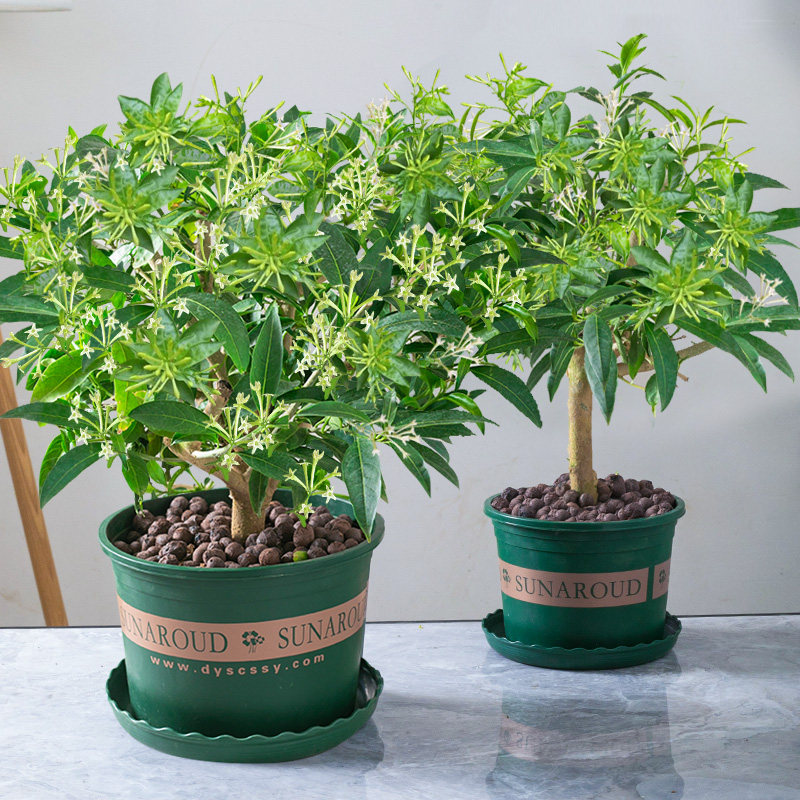 夜来香老桩树苗植物盆栽室内好养活盆景四季开花带花苞浓香型花卉