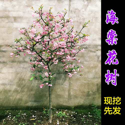 海棠花树苗盆栽西府海棠花庭院阳台耐寒花卉植物垂丝海棠