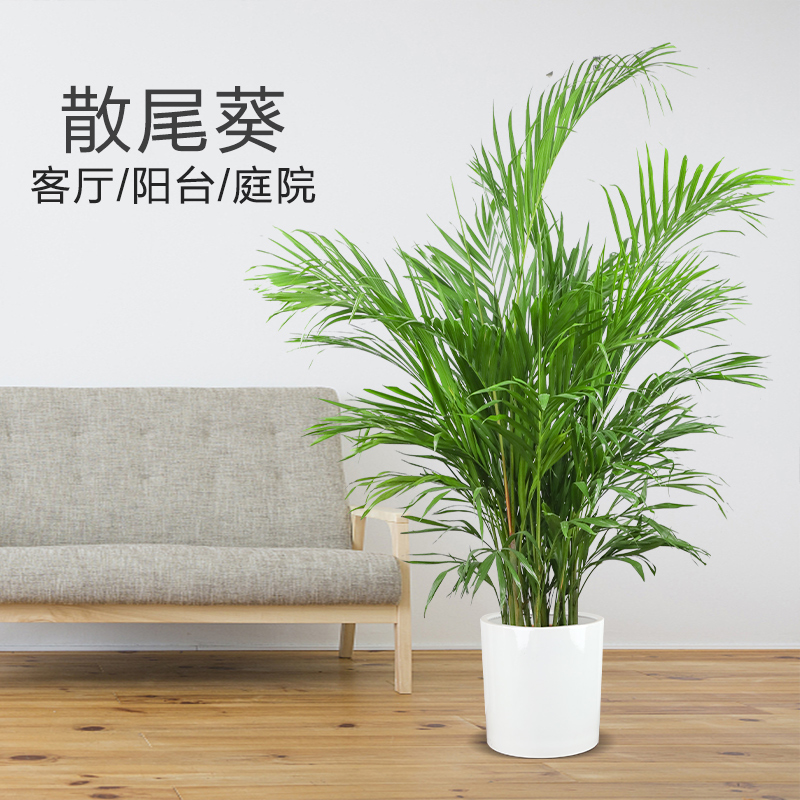 客厅竹花卉绿植夏威夷植物凤尾盆栽室内富贵椰大型竹散尾葵办公室 鲜花速递/花卉仿真/绿植园艺 大型绿植/成品组合盆栽 原图主图