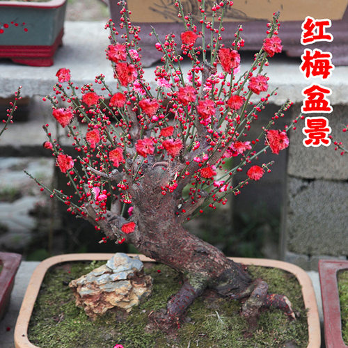 花郡都花卉客厅四季开花红梅腊梅