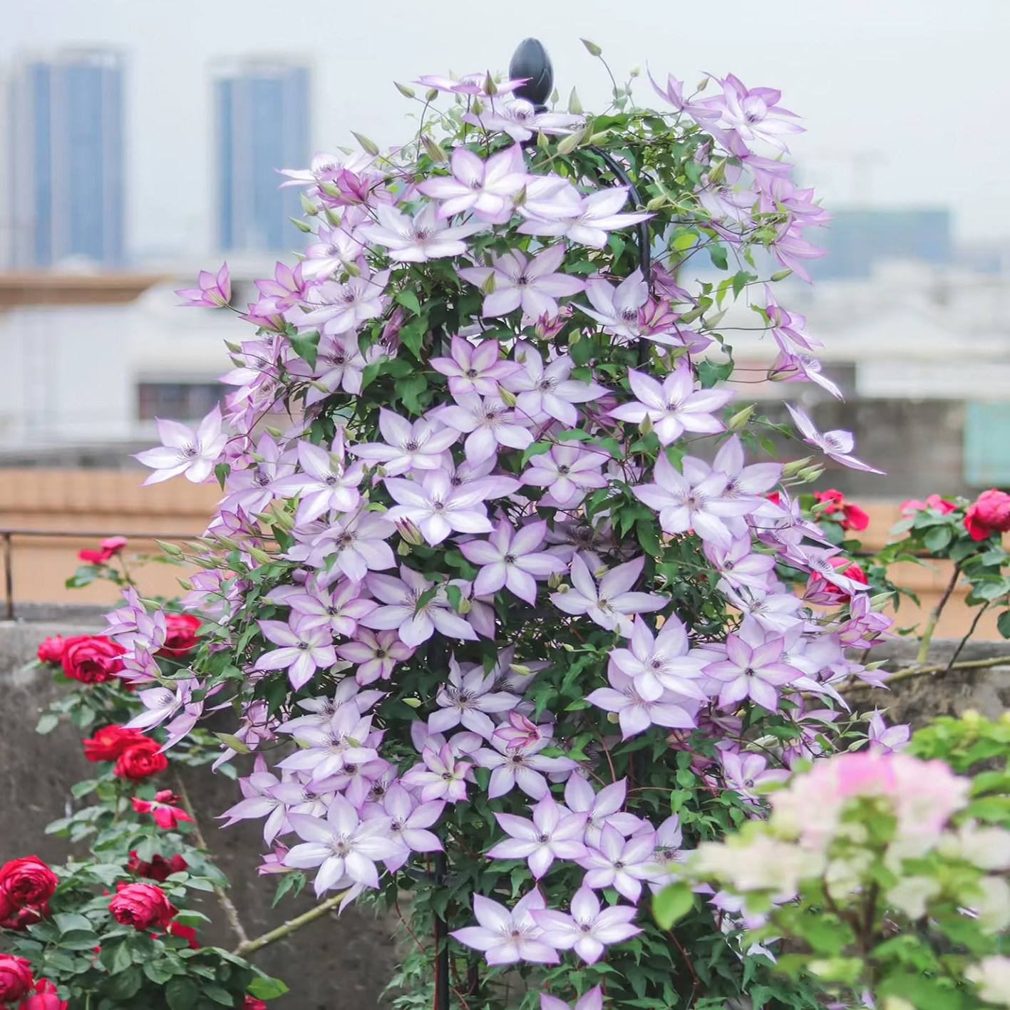 乌托邦铁线莲花苗盆栽阳台爬藤花卉植物多季开花庭院花园围墙植物