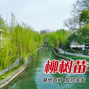 垂柳柳树树苗黄金柳青柳直柳树苗公园绿化行道树风景树苗柳树乔木