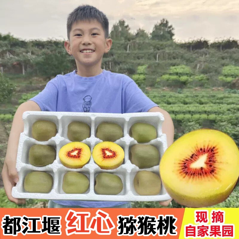 都江堰红心猕猴桃大果