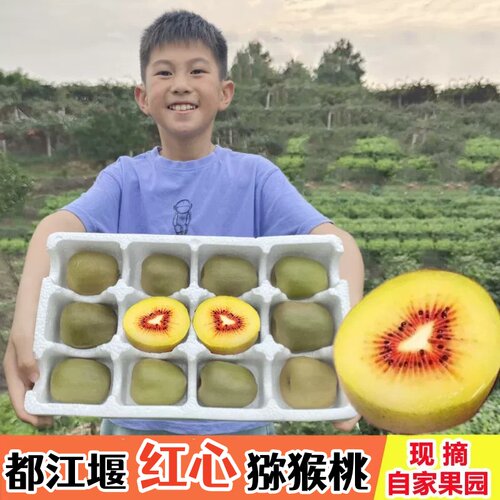 都江堰红心猕猴桃大果