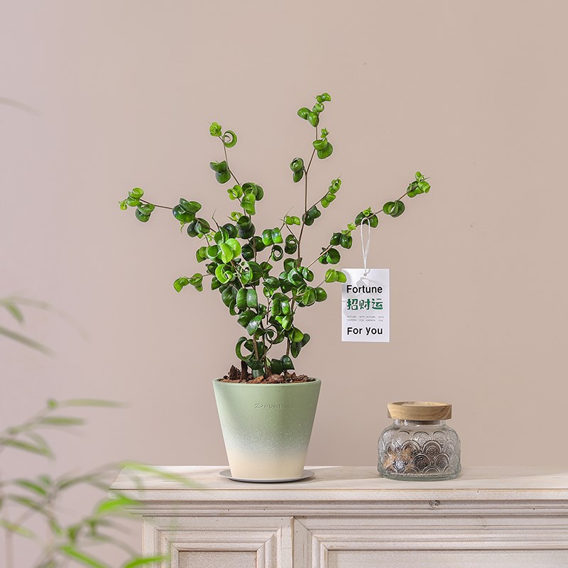 发财树盆栽花卉绿植室内客厅胡椒木桌面好养植物招财卷福招财盆景