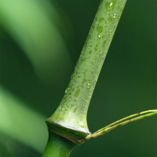筇竹苗易活花卉盆景绿植簕竹庭院树苗富贵竹子苗室内盆栽植物萝