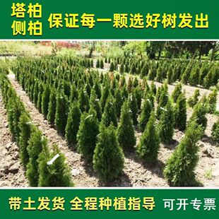 柏树苗塔柏松柏扁柏侧柏苗圆柏龙柏苗宝塔松蜀桧松树枝叶大小绿化