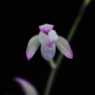建兰荷塘月色兰花国兰铭品绿植园艺花卉盆栽好养易活室内浓香老种