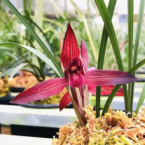 兰花春兰中东红素色花家有中东挣钱轻松国兰铭品老种绿植园艺花卉