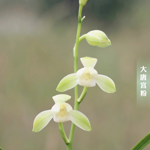 兰花建兰大唐宫粉盆栽室内绿植花盆国兰铭品老种好养易活植物花卉