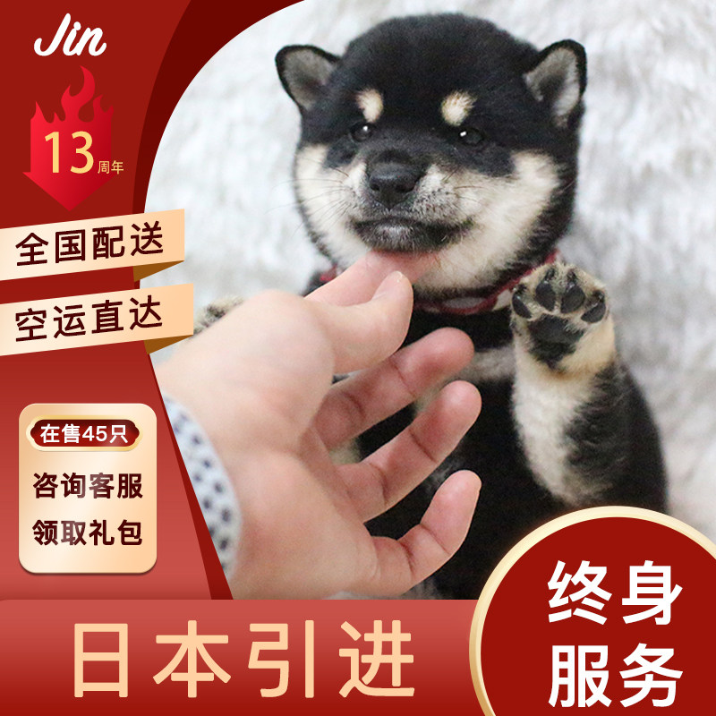 纯种柴犬幼犬黑色日本柴犬黑豆柴家养小型犬宠物狗狗活体小狗活物