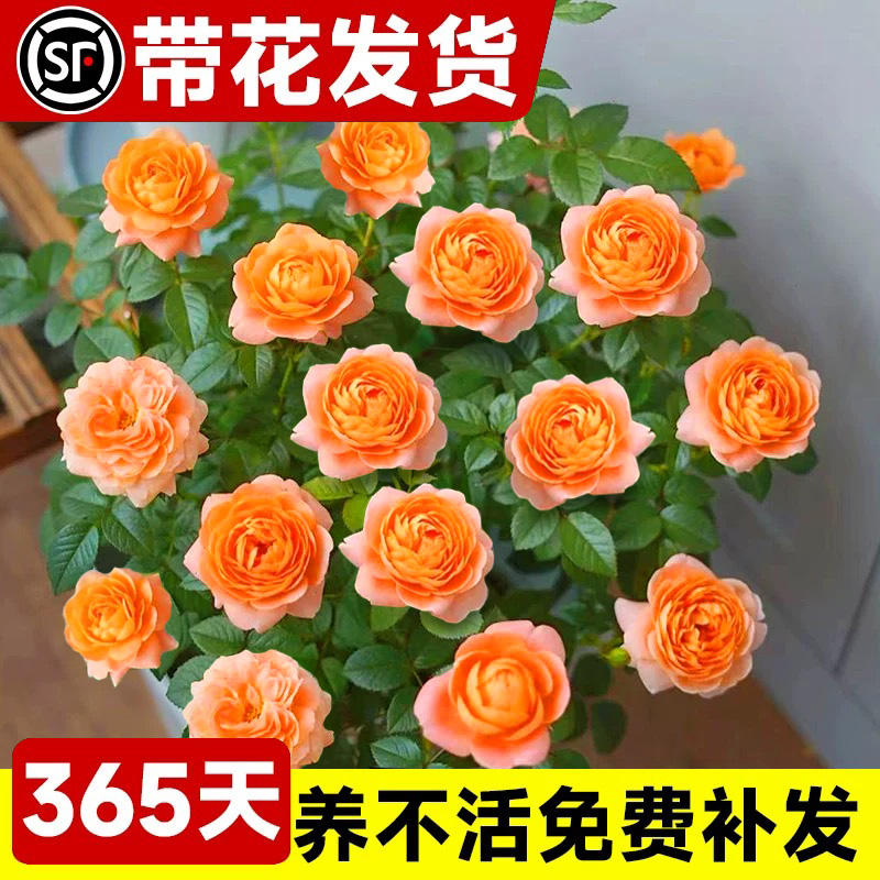 果汁阳台月季盆栽特大花苗玫瑰